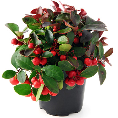 bergthee (Gaultheria-procumbens)