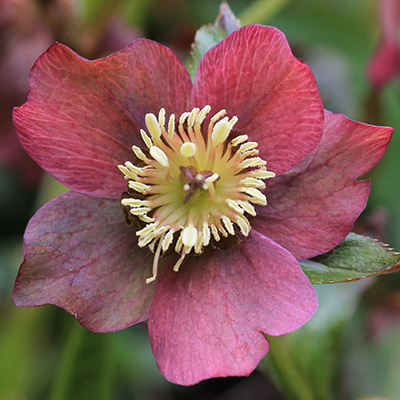 kerstroos (Helleborus-x-hybridus)