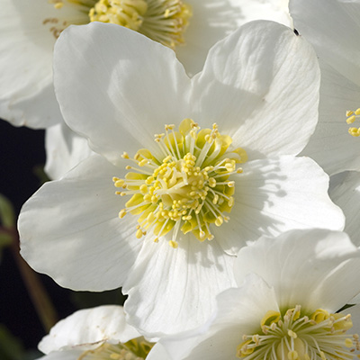 kerstroos (Helleborus-x-hybridus)