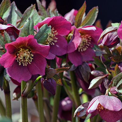 kerstroos (Helleborus-x-hybridus)