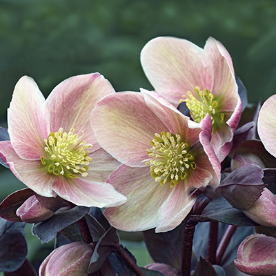 kerstroos (Helleborus-x-hybridus)