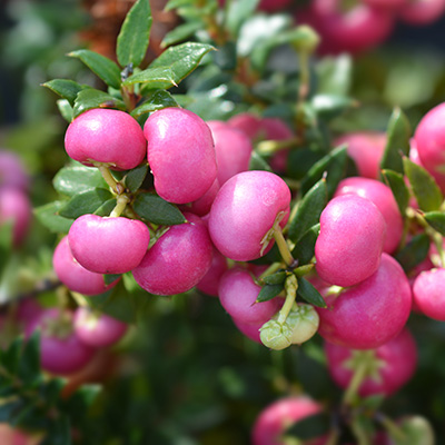 parelbes (Pernettya-mucronata)