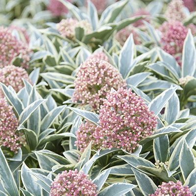 skimmia (Skimmia-japonica-Magic-Marlot)