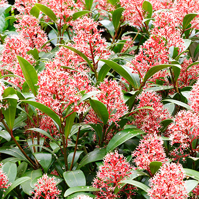 skimmia (Skimmia-japonica)