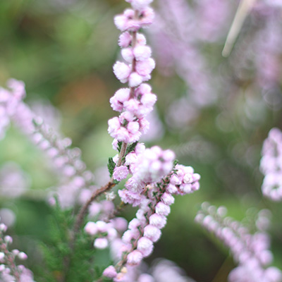 struikheide (Calluna-vulgaris-Radnor)