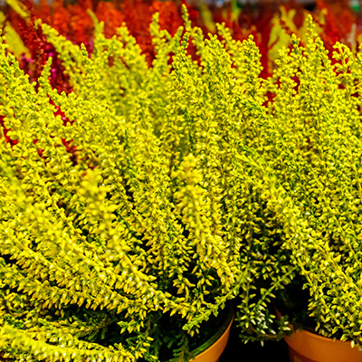 struikheide (Calluna-vulgaris-gekleurd-geel)