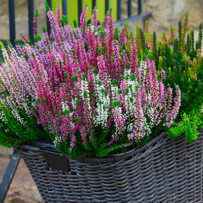 struikheide (Calluna-vulgaris-Mix)