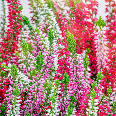 struikheide (Calluna-vulgaris-Mix)