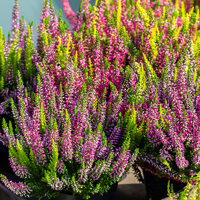 struikheide (Calluna-vulgaris-Mix)