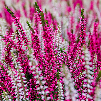 struikheide (Calluna-vulgaris-Mix)