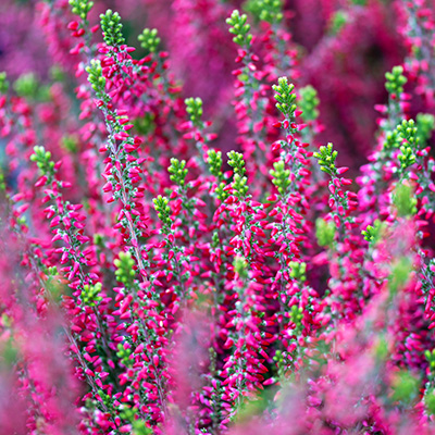 struikheide (Calluna-vulgaris-rose-rood)