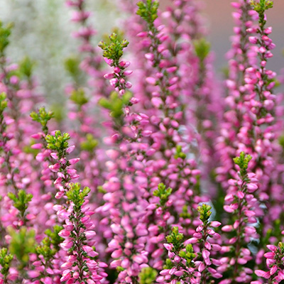 struikheide (Calluna-vulgaris-rose)