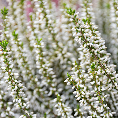 struikheide (Calluna-vulgaris-wit)