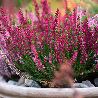 struikheide (Calluna-vulgaris-rood)