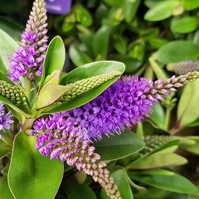 struikveronica (Hebe-speciosa-blauw)