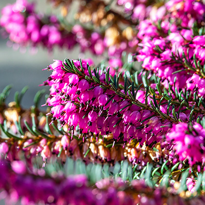 winterheide (Erica-darleyensis-Darley-Dale)