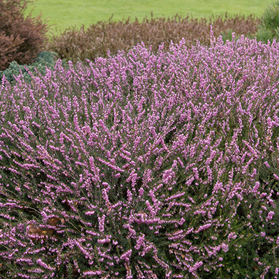 winterheide (Erica-darleyensis-Ghost-Hills)