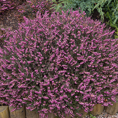 winterheide (Erica-darleyensis-Kramers-Rote)