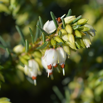 winterheide (Erica-darleyensis-Lena)