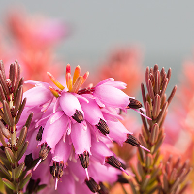 winterheide (Erica-darleyensis-Mary-Helen)