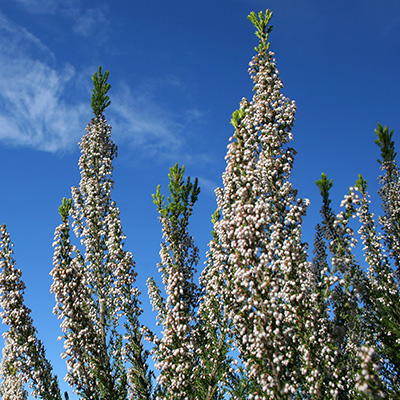 Spaanse boomheide (Erica-lusitanica)