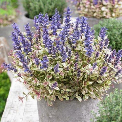 kruipend zenegroen (Ajuga-reptans-Princess-Nadia)