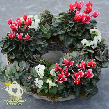 grafdecoratie-cyclamen-vetplanten