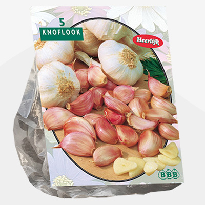 plant poot knoflookbollen (Allium sativum-per-5)