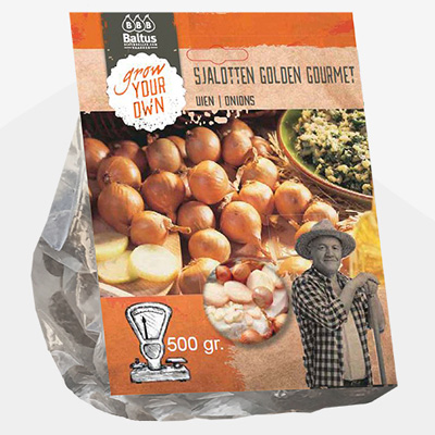 plant poot sjalot (Sjalotten-Golden-Gourmet-per-500-gram)