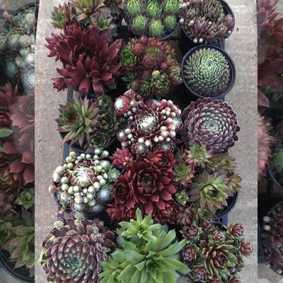 donderblad Mix (Sempervivum)