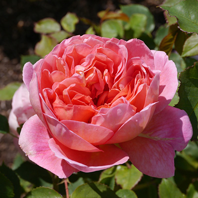 Engelse-David-Austin-roos-(Rosa-Boscobel)