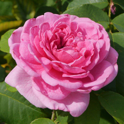 Engelse-David-Austin-roos-(Rosa-Gertrude-Jekyll)