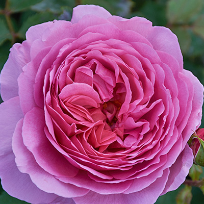 Engelse-David-Austin-roos-(Rosa-Princess-Alexandra-of-Kent)