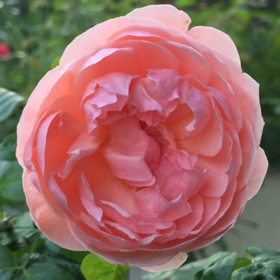 Engelse-David-Austin-roos-(Rosa-Strawberry-Hill)