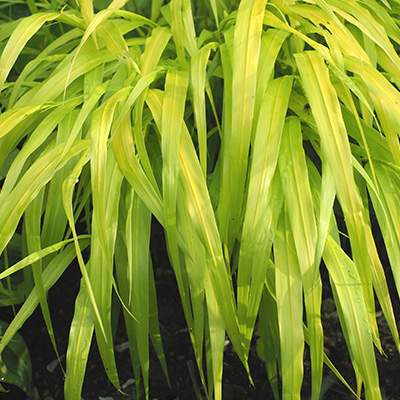 Japans berggras (Hakonechloa-m.-All-Gold)