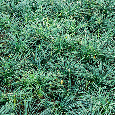 Japans slangengras (Ophiopogon-japonicus-Minor)