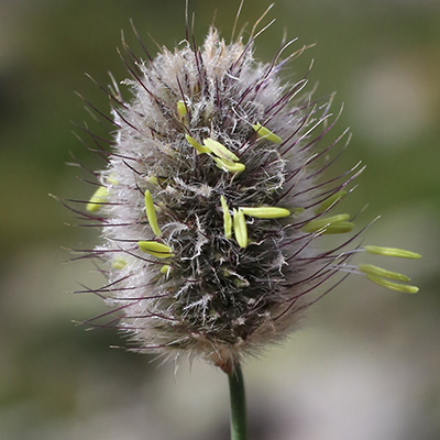 blauwgras (Sesleria-heuffleriana)