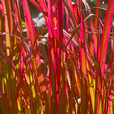 bloedgras (Imperata-cilindrica-Red-Baron)