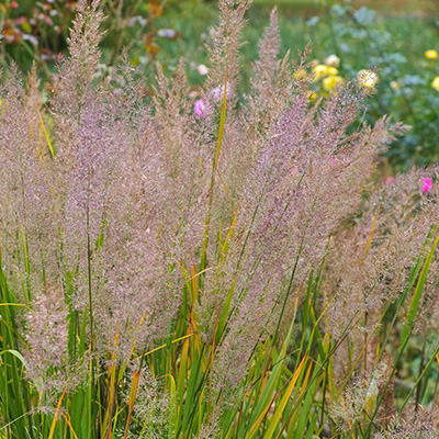 diamantgras (Calamagrostis-brachytricha)