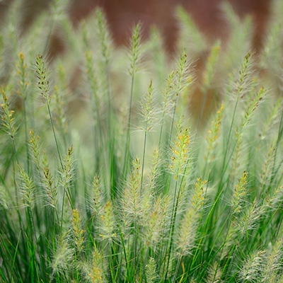 lampepoetsergras (Pennisetum-alopecuroides-Little-Bunny)