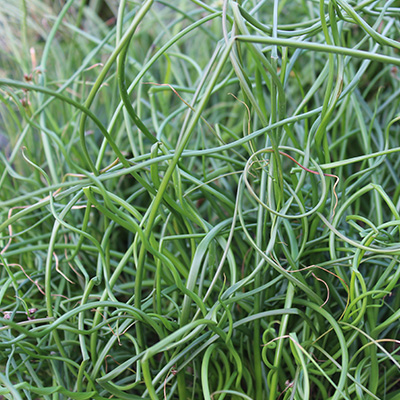 krulpitrus (Juncus-effusus-Spiralis)