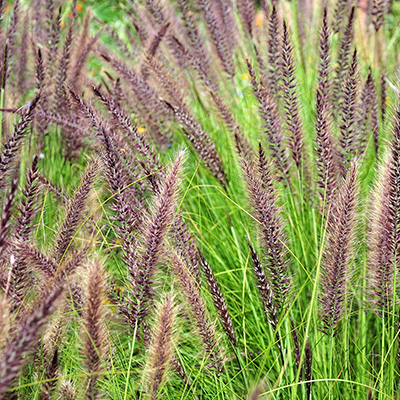 lampepoetsergras (Pennisetum-alopecuroides-Cassian)