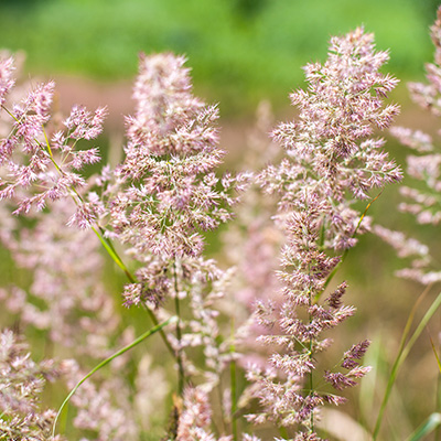 liefdesgras (Eragrostis-spectabilis)