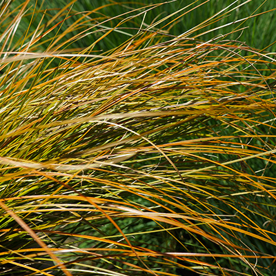 oranjezegge (Carex-testacea-Prairie-Fire)