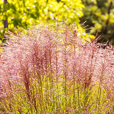 prachtriet (Miscanthus-sinensis-David)