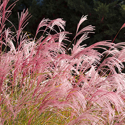 prachtriet (Miscanthus-sinensis-Flamingo)