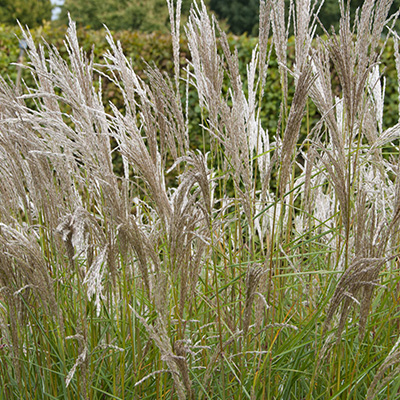 prachtriet (Miscanthus-sinensis-Kleine-Silberspinne)