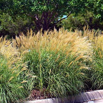 prachtriet (Miscanthus-sinensis-Yaka-Dance)