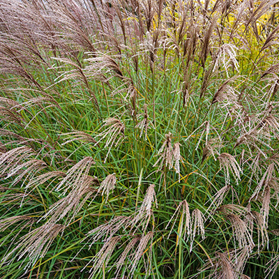 prachtriet (Miscanthus-sinensis-Yakushima-Dwarf)