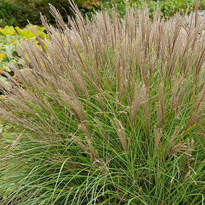 prachtriet (Miscanthus-sinensis-var.-Purpurascens)